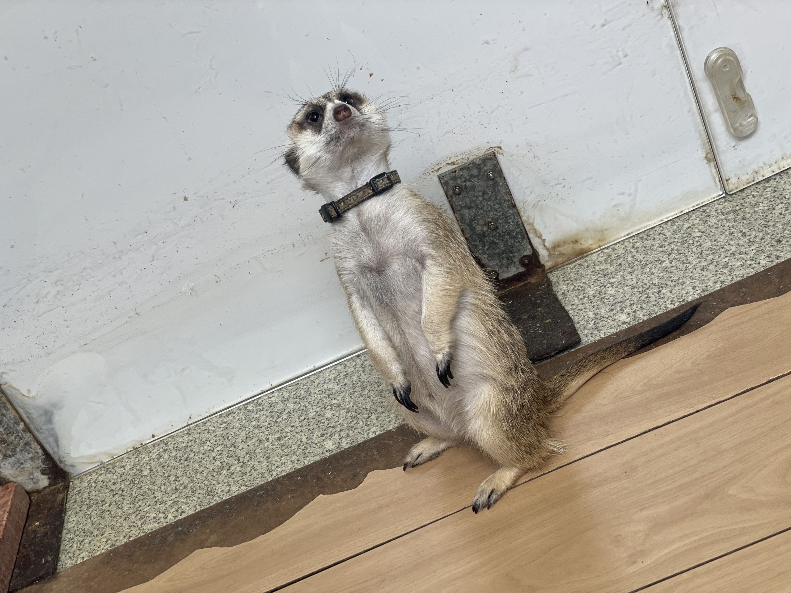 ミーアキャット