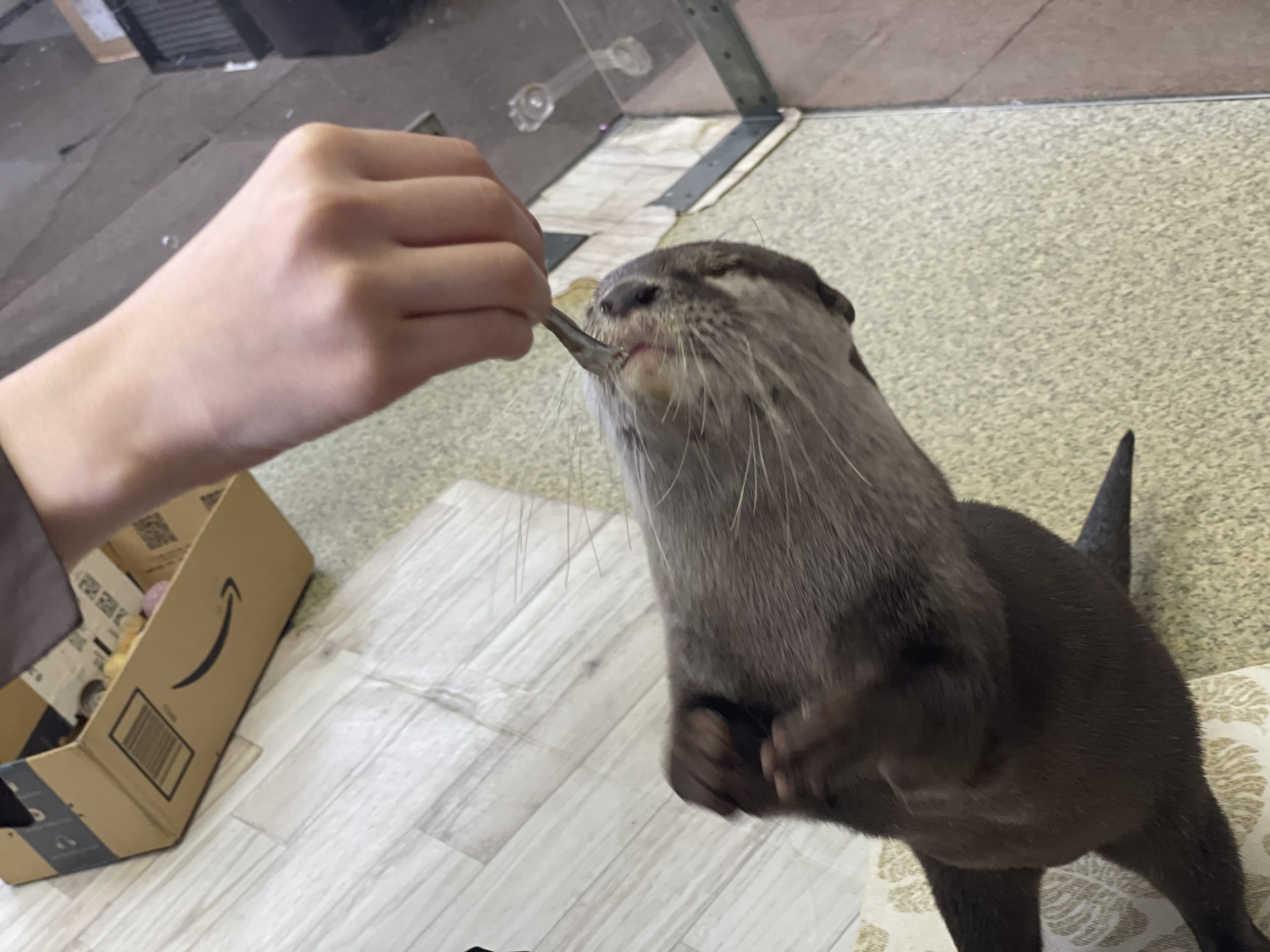 カワウソ