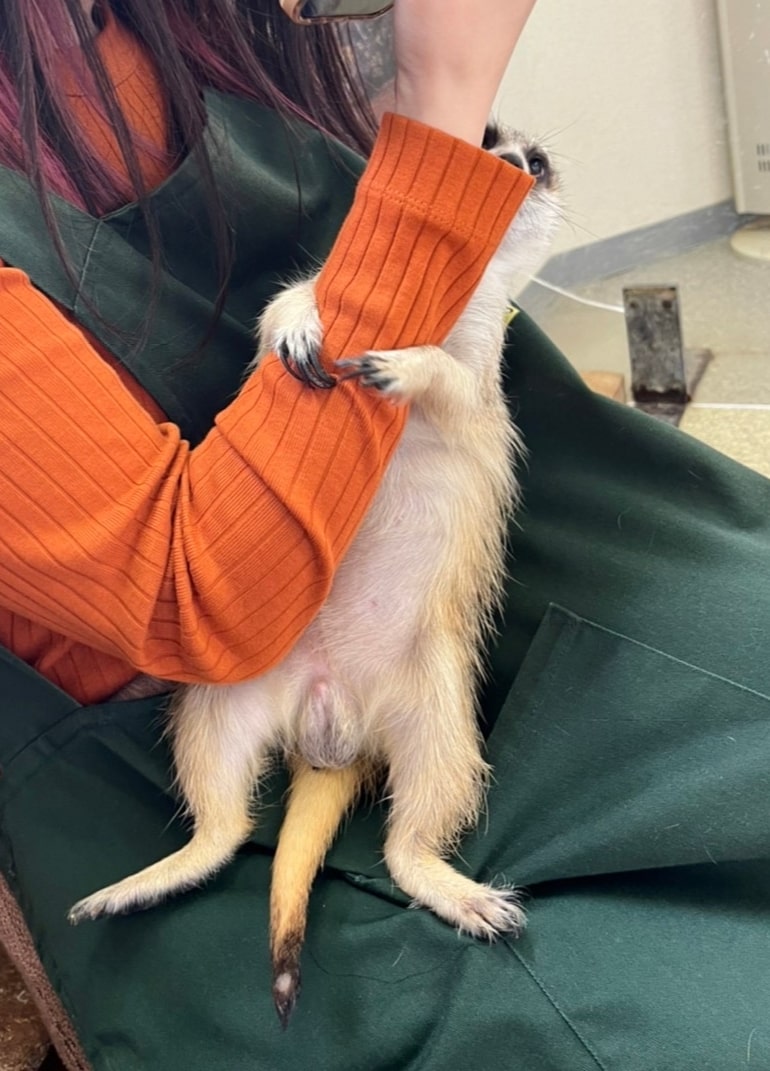 ミーアキャット