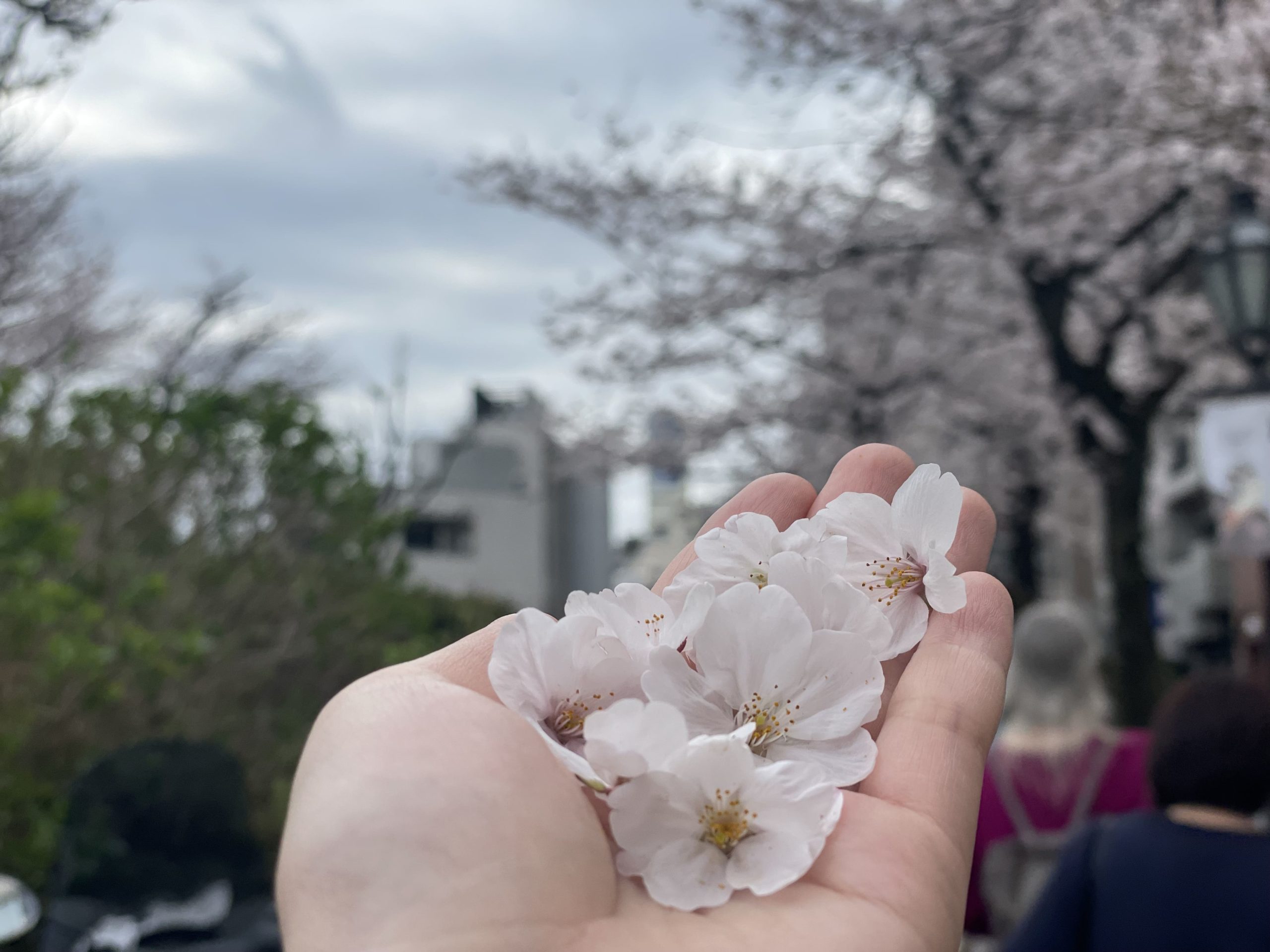 さくら