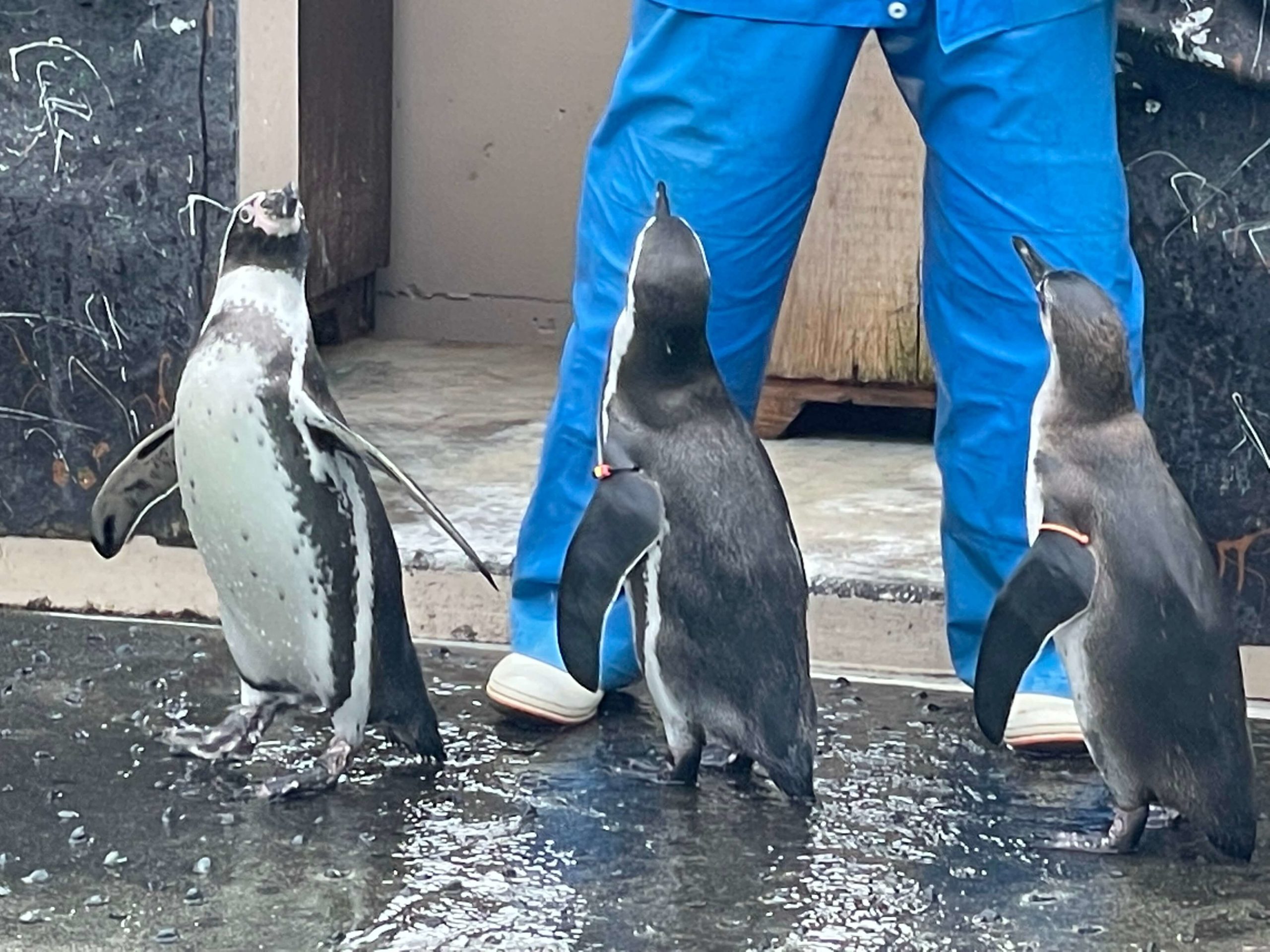 ペタペタ