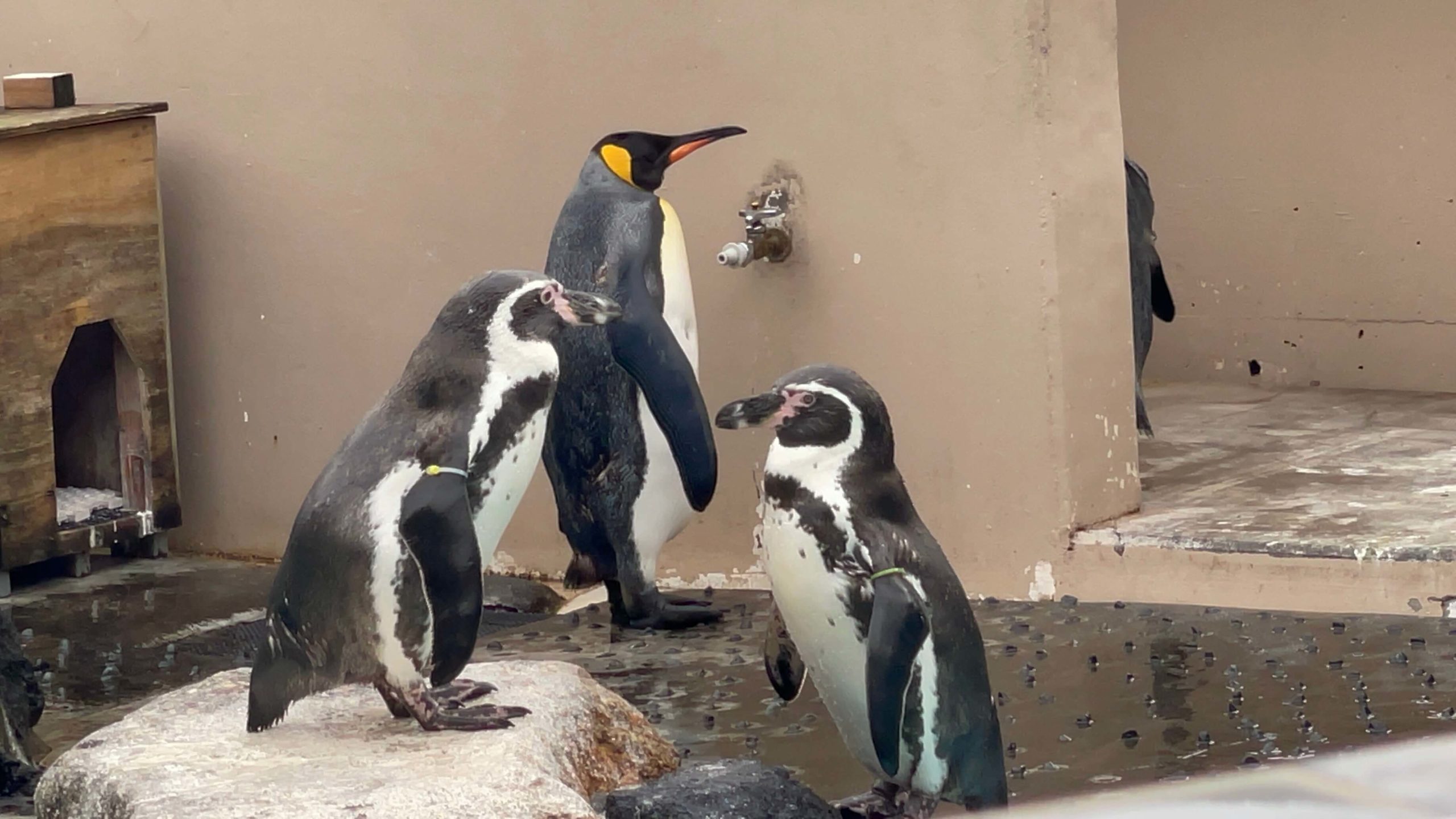 王様ペンギン