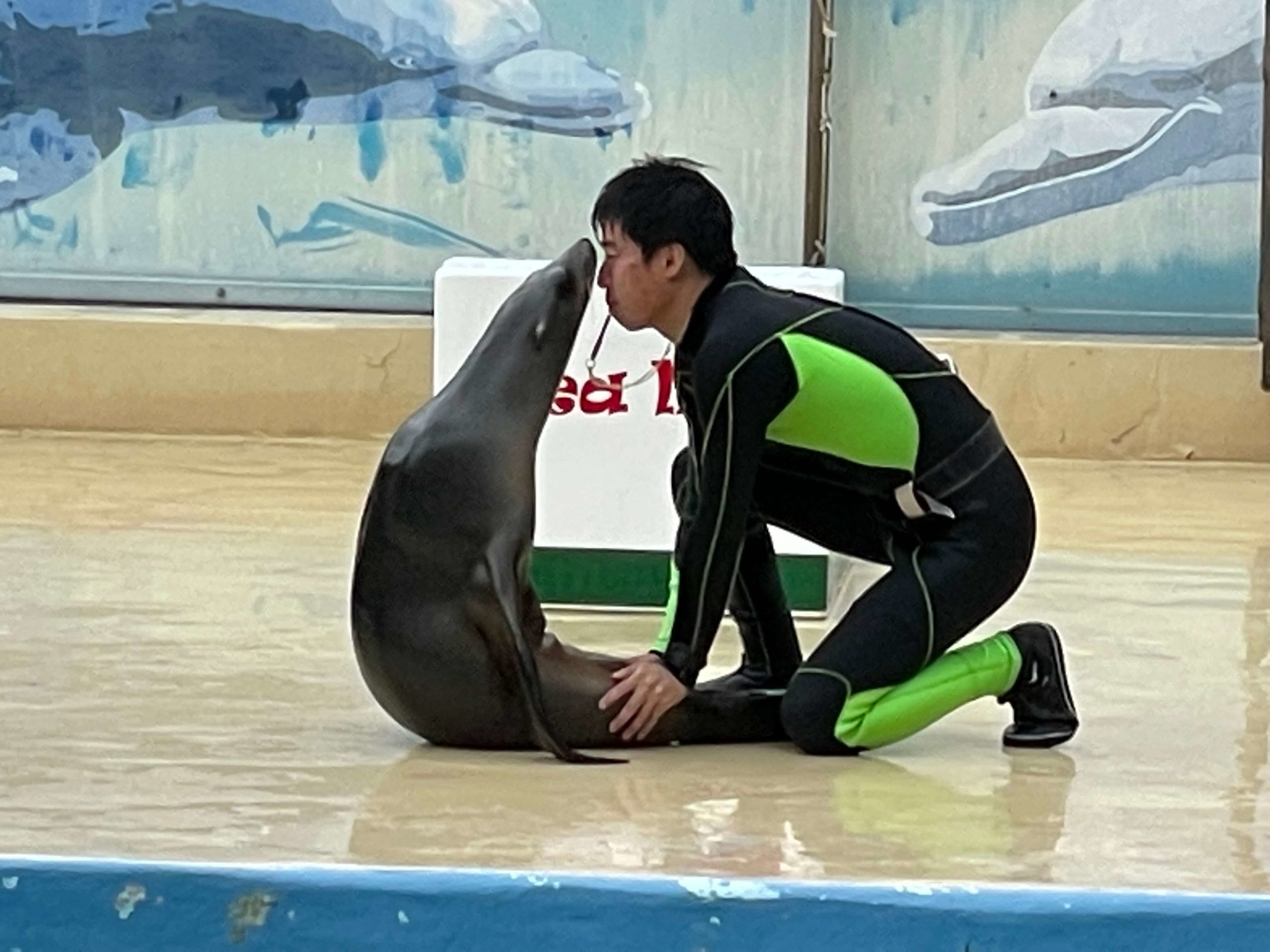 アシカ